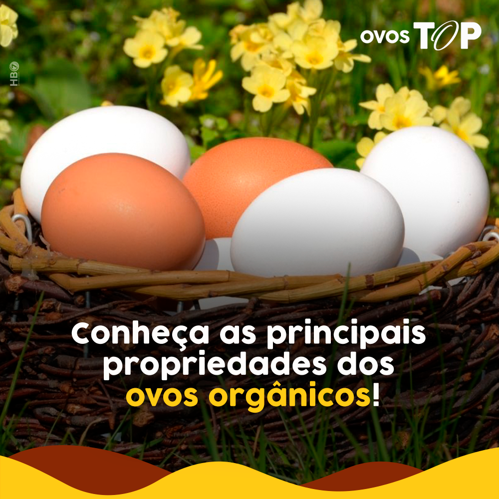 Leia mais sobre o artigo Conheça as principais propriedades dos ovos orgânicos
